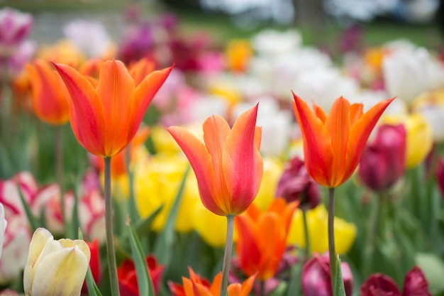 Tulipanes en un campo con un fondo colorido