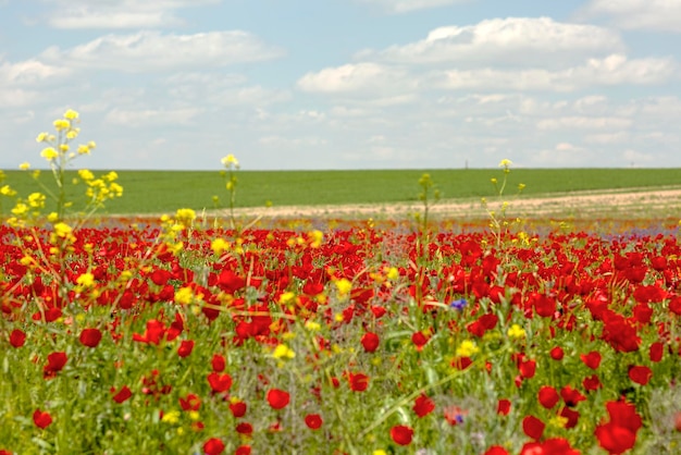 Tulipanes en el campo y prados verdes a lo lejos.