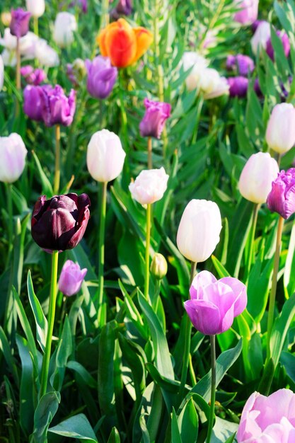 Foto los tulipanes y los céspedes de azulejos