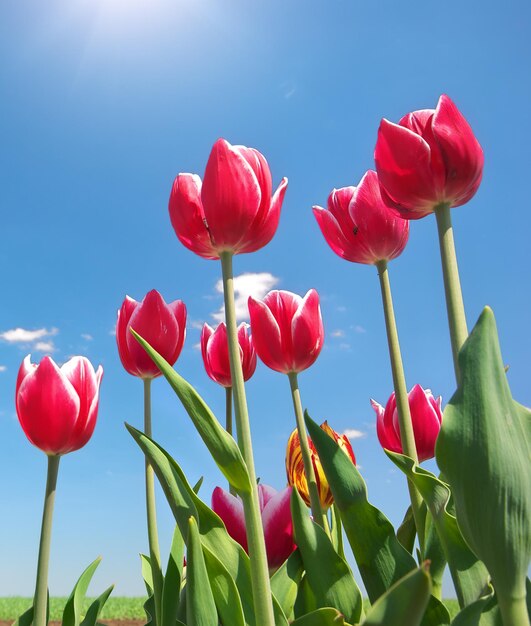 Tulipanes en cielo azul Composición de la naturaleza