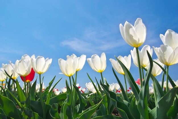 Tulipanes en el cielo azul