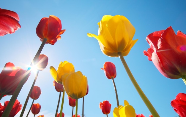 Tulipanes y cielo claro y soleado