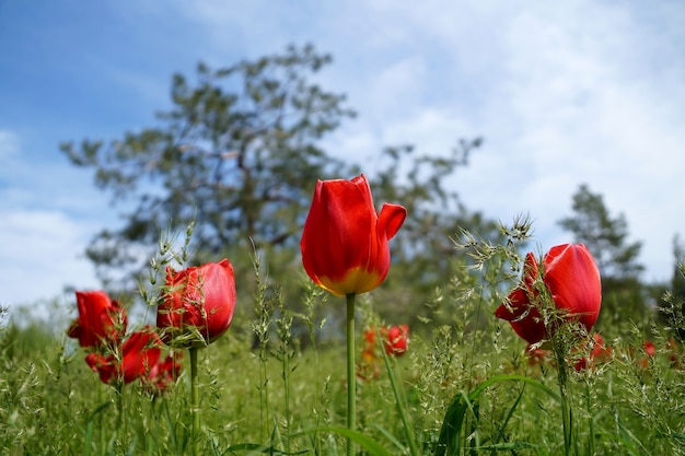 Tulipanes de la ciudad sobre un césped en el parque central