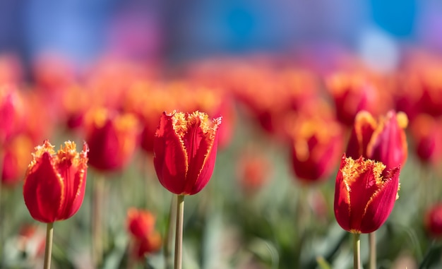 Tulipanes en la ciudad