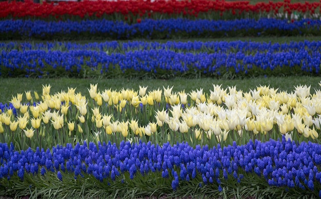 Foto los tulipanes de color blanco florecen en primavera