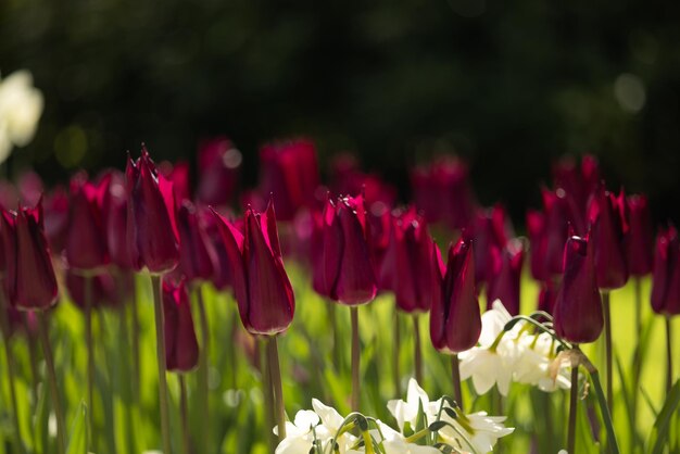 Los tulipanes de color marrón brillante inusual con pétalos puntiagudos y jacintos blancos en el lecho de flores en Keukenhof