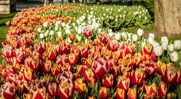 Foto tulipanes de color naranja rojo en un campo