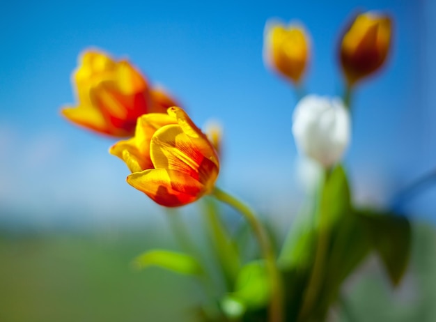 tulipanes de color naranja