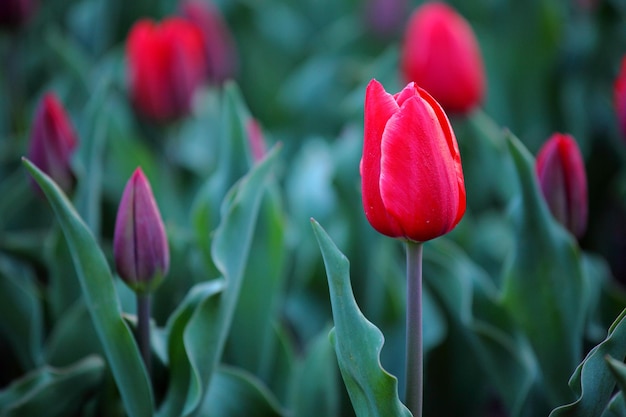 tulipanes de color rojo