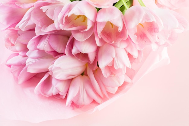 Tulipanes de color rosa claro sobre un fondo rosa.