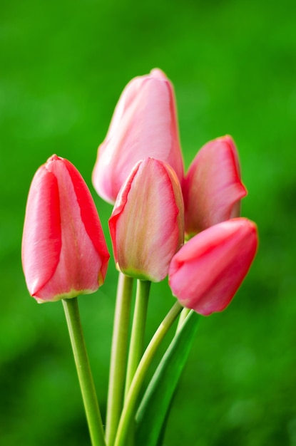 Tulipanes de color rosa claro sobre un fondo verde