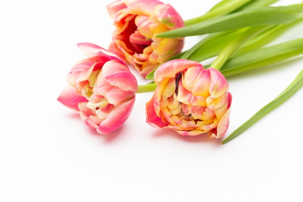 Tulipanes de color rosa sobre fondo blanco. Estilo retro vintage.