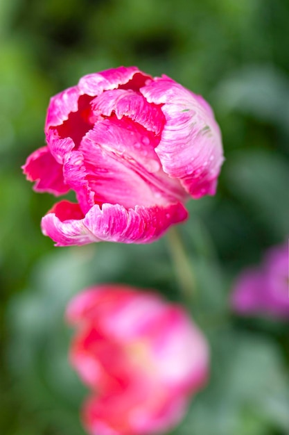 Tulipanes de color rosa