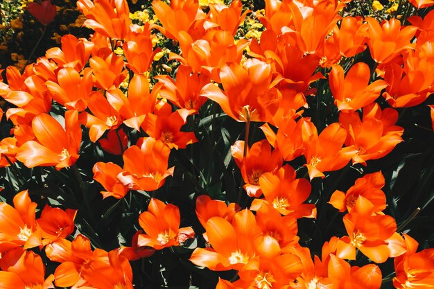 Tulipanes de colores brillantes como fondo floral