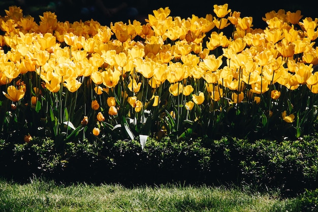 Tulipanes de colores brillantes como fondo floral