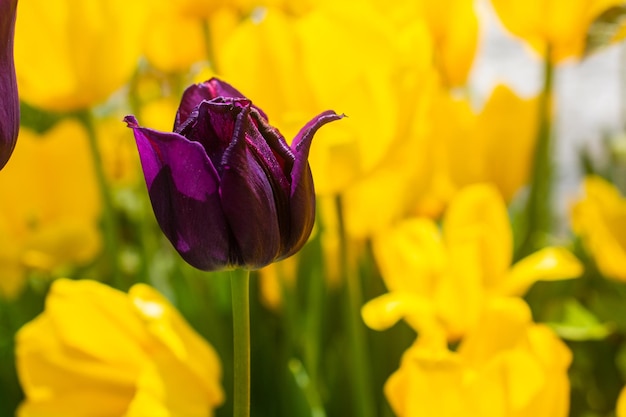 Tulipanes de colores brillantes como fondo floral