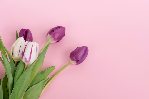 Tulipanes de colores brillantes con rayas yacen sobre un fondo rosa Con espacio para su colocación