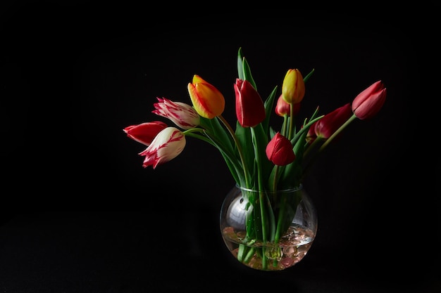 Tulipanes de colores en jarrón de cristal sobre fondo negro