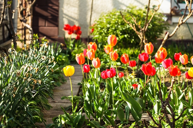 Tulipanes de colores en el macizo de flores