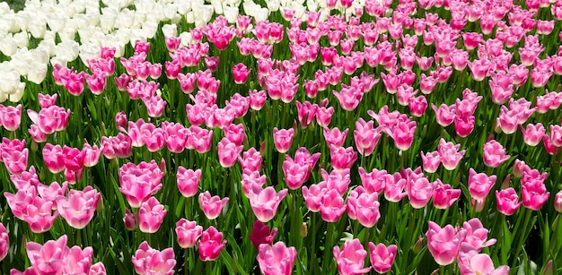 Tulipanes de colores en un parque de primavera