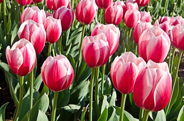 Tulipanes de colores Prado