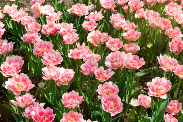 Tulipanes de colores rosa flores frescas