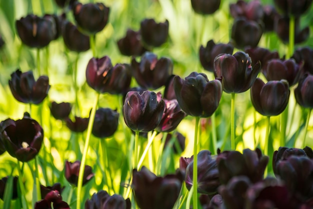 Tulipanes de colores vibrantes en Holanda Holanda