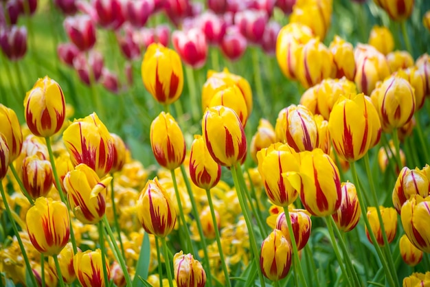 Tulipanes de colores vibrantes en Holanda Holanda