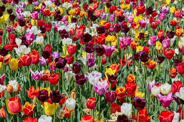 Tulipanes de colores.