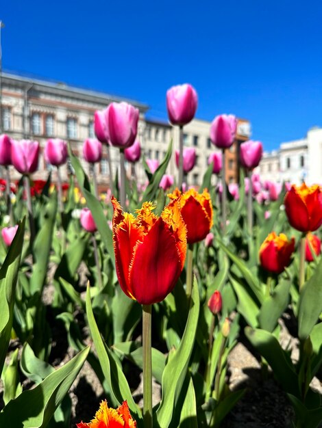 tulipanes coloridos florecientes