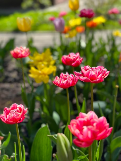 tulipanes coloridos florecientes