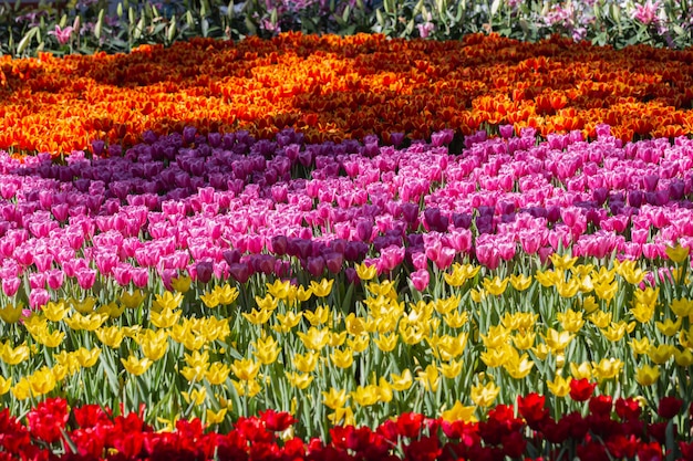 Tulipanes coloridos Tulipanes que crecen y que florecen en jardín de flores.