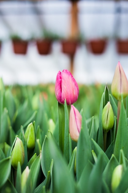 Tulipanes cultivados en invernadero, flores naturales, plantas varietales.