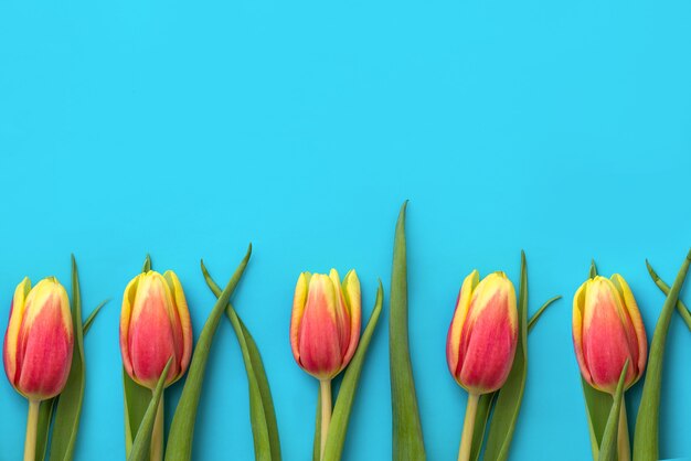tulipanes en el espacio de copia de fondo azul claro. flores frescas de primavera