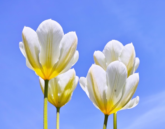 Tulipanes en flor en un cálido día de verano El crecimiento estacional fomenta el cambio y simboliza la oportunidad, la resistencia y el éxito Las flores estacionales simbolizan el romance, el amor, la belleza y el coraje