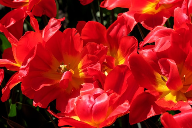 Tulipanes en flor de color rojo brillante