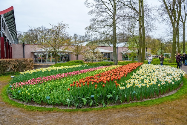 Tulipanes en flor en el parque Keukenhof Lisse Holanda Países Bajos