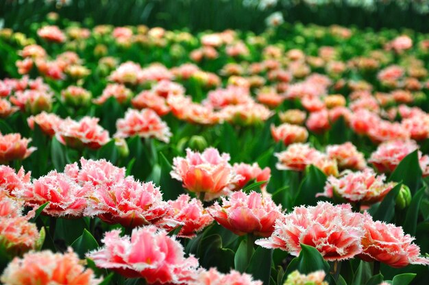 Tulipanes en flor rosa en el parque Keukenhof en Holanda