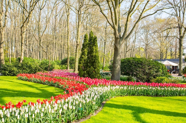 Los tulipanes florecen la granja de Keukenhof. Temporada de primavera en Amsterdam Holanda.