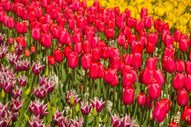 Los tulipanes florecen la granja de Keukenhof. Temporada de primavera en Amsterdam Holanda.