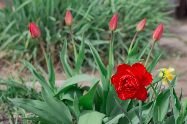 Los tulipanes florecen en el patio trasero.