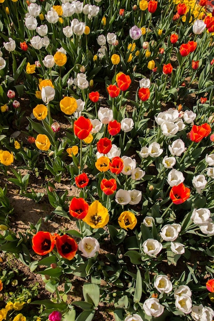 Los tulipanes florecen en primavera