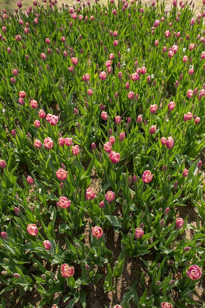 Los tulipanes florecen en primavera