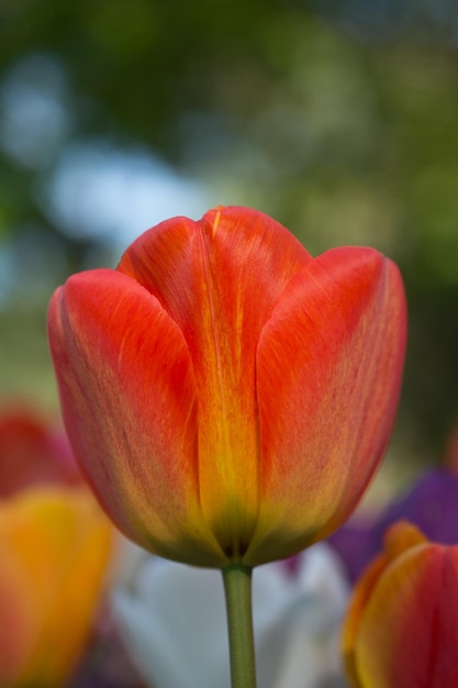 Los tulipanes florecen en primavera