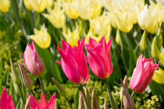 Los tulipanes florecen en primavera