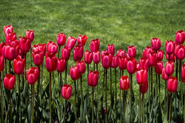 Los tulipanes florecen en primavera