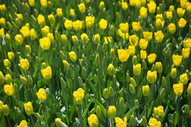 Los tulipanes florecen en primavera