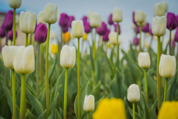 Tulipanes floreciendo en el macizo de flores