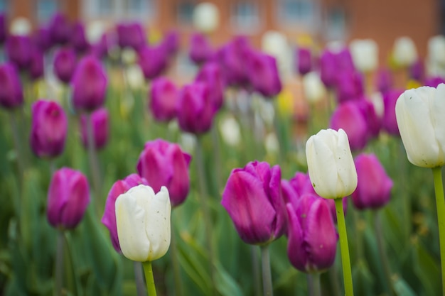 Tulipanes floreciendo en el macizo de flores