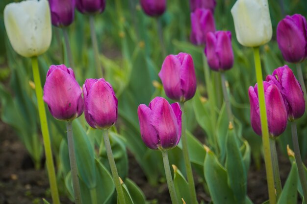 Tulipanes floreciendo en el macizo de flores